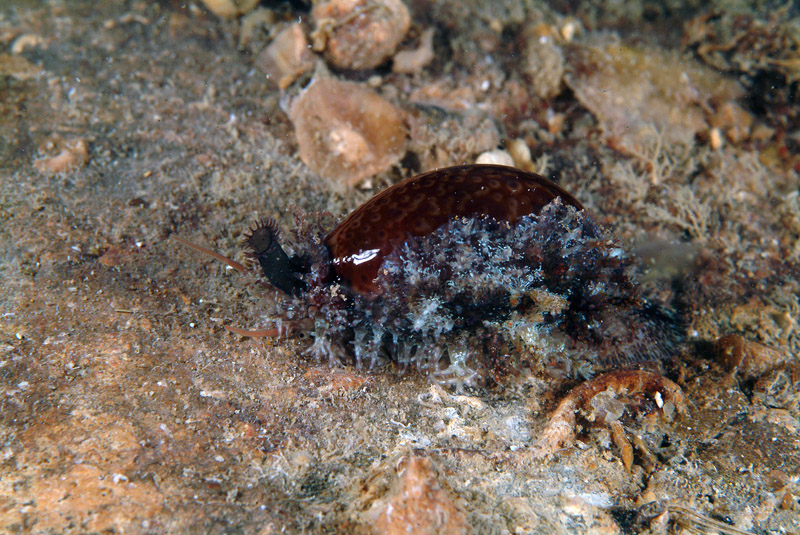 Erosaria spurca